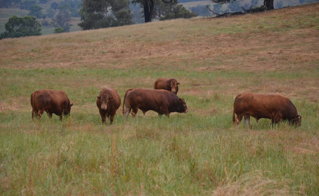 The Heffers focus on temperament when selecting bulls. 