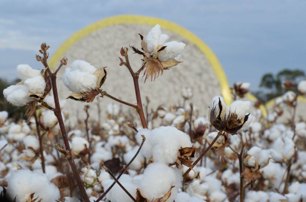 The James G. Boswell Foundation will donate $650,000 to the Royal Far West, following the sale of its cotton enterprise Auscott Limited to Australian Food and Fibre. 