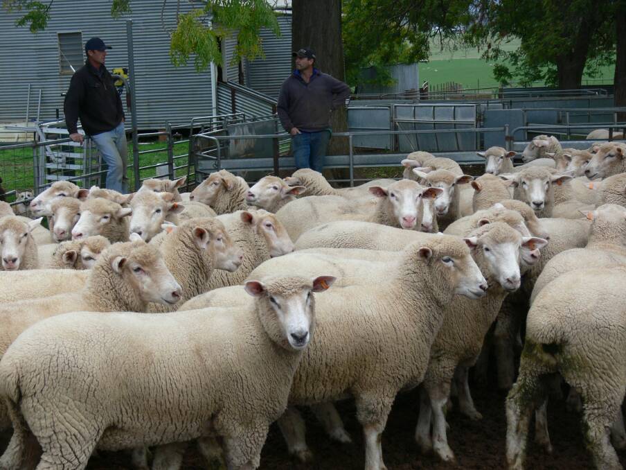The lambs that sold for $334.20/head in the yards at Mangoplah. Photo supplied.