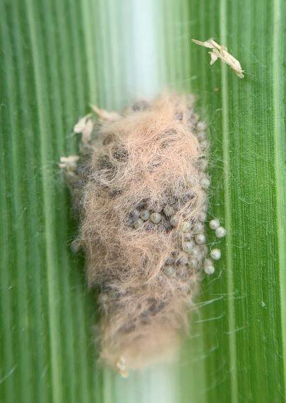 There has been a suspected fall armyworm case at Hillston today. File photo of fall armyworm supplied by LLS. 