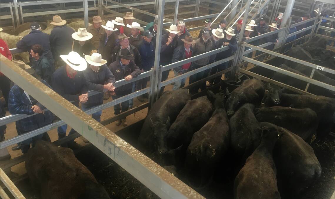 At the Wodonga Special Store Sale there were 2414, mostly light cattle, yarded. Photo supplied. 