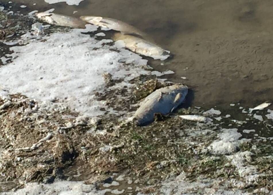 A fish kill at Lake Wyangan North is under investigation. Photo supplied. 