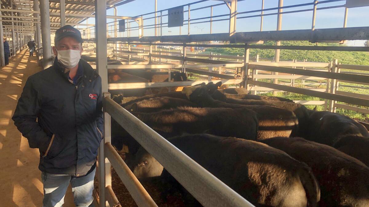Corcoran Parker agent Bo Helwig with a pen of feeder heifers which sold for 382c/kg at Wodonga. COVID-19 restrictions affected the Wodonga prime cattle market on Tuesday. Photo: NVLX