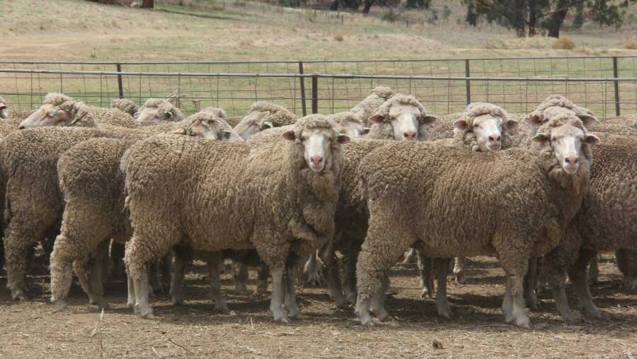 A line of 185 station mated Merino ewes, 1.4 to 1.5 years-old, from Garabray Pty Ltd, Billabourie, Greenethorpe topped the sale, attracting $316. Photo: AuctionsPlus