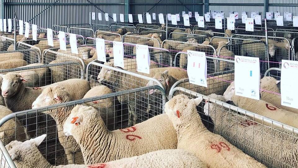 Rowallan rams ready to go under the hammer. The Poll Dorset stud sold 117 of 119 rams offered. Photo supplied. 