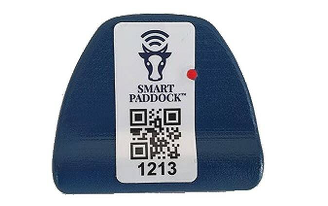 A Smart Paddock Bluebell tag can alert farmers of a multitude of issues with their stock, from theft to illness. Photo: supplied