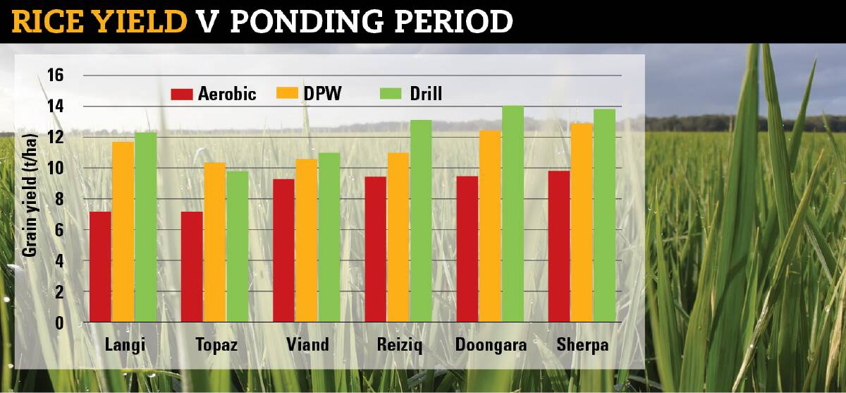 A graph showing grain yields for different irrigation methods of key rice varieties from a NSW DPI and AgriFutures experiment. Graph supplied by NSW DPI. 