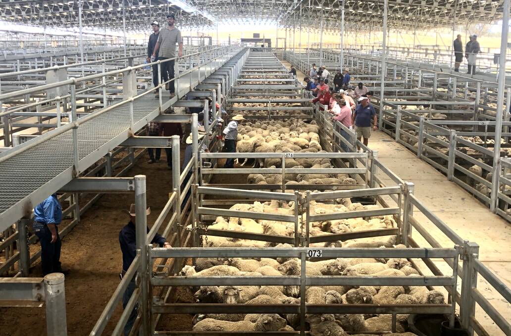 With 38,000 sheep and lambs yarded, the SELX cattle pens had to be used. 