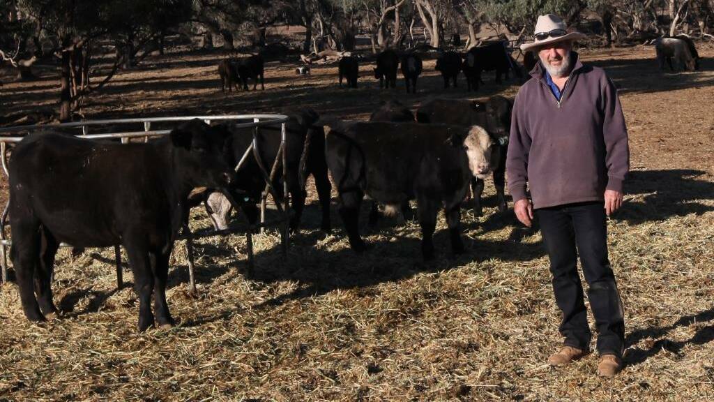 Nick Pritchard with some of the original 600 young breading cows he brought south.