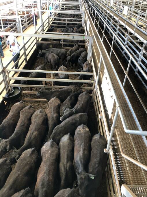 There was demand for heavy cattle at the Elders and Landmark's Wodonga store sale, steers making up to $1490 a head. Photo supplied. 
