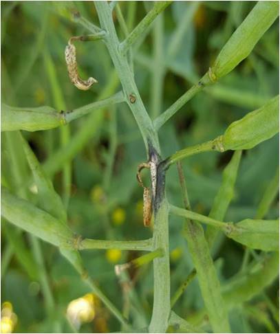 Upper Canopy Blackleg affects canola crops at the late-end of the season. Photo supplied. 