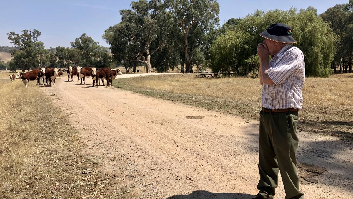 Arthur Trethowan calling to his 10-month-old Hereford steers. Mr Trethowan will begin trading steers and kept around 350 from last years calving. 