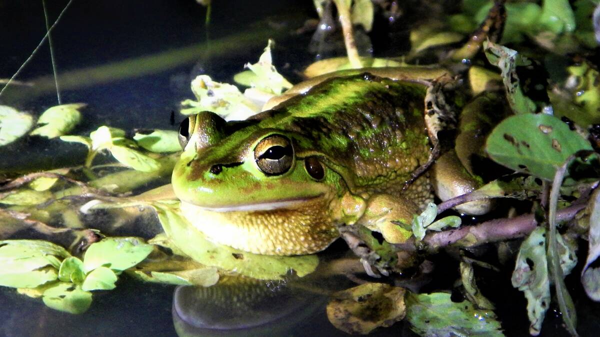 In a November survey only a couple of Southern Bell Frogs were discovered along the Yanco Creek line. But after an inter-valley transfer of irrigation water rose water levels, 20 of the rare frogs were found at just one location. Photo supplied. 