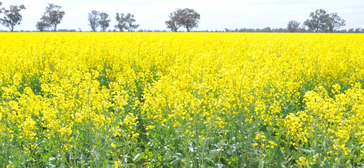 Optimising canola's flowering time is currently one of the most important tactics in improving profitability of the crop.