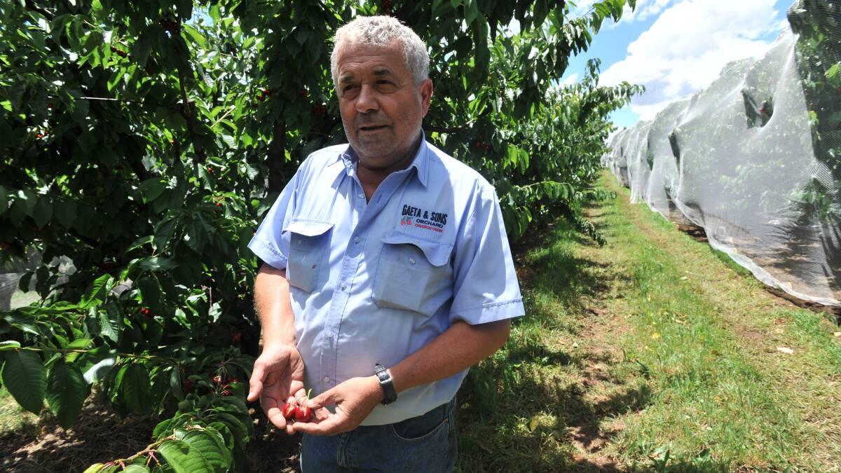 NSW Farmers Horticultural Committee chairman, Guy Gaeta said if travel restrictions continued, the industry may be able to employ casual workers from sectors impacted by the virus, like hospitality. Photo by Jude Keogh. 