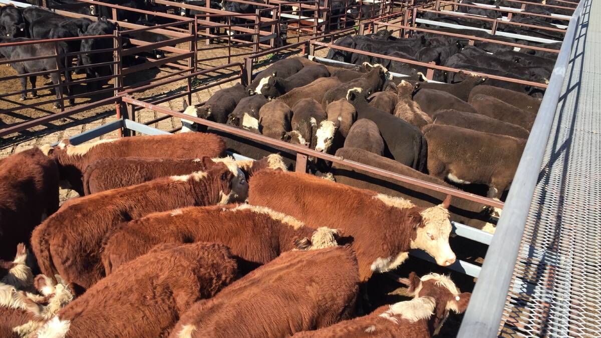 There was a smaller yarding of cattle at Braidwood compared to this previous sale pictured. 