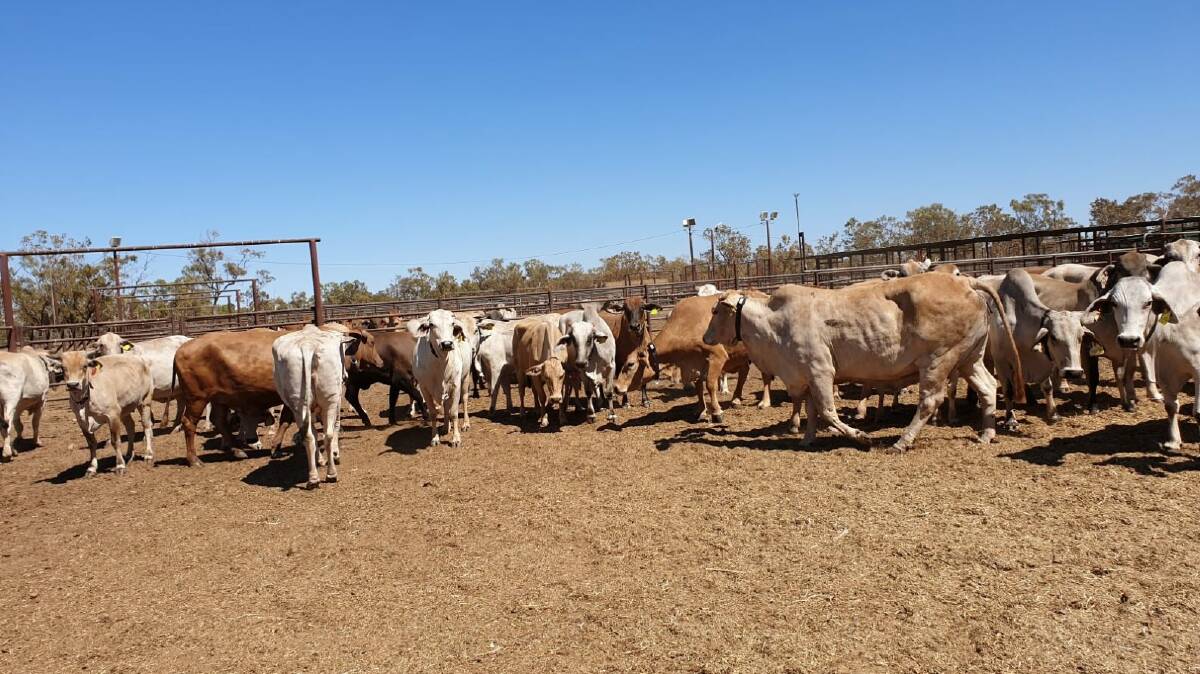 Smart Paddock's Bluebell collars were recently used as part of a calving trial with the Northern Territory government. Photo: supplied