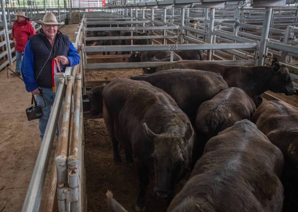 John Sheahan, AgStock sold six Angus cows and calves on behalf of C Ellison, Willow Bend, Tumut for $2500. They were awarded Best Presented Cows and Calves. Photo: SELX 