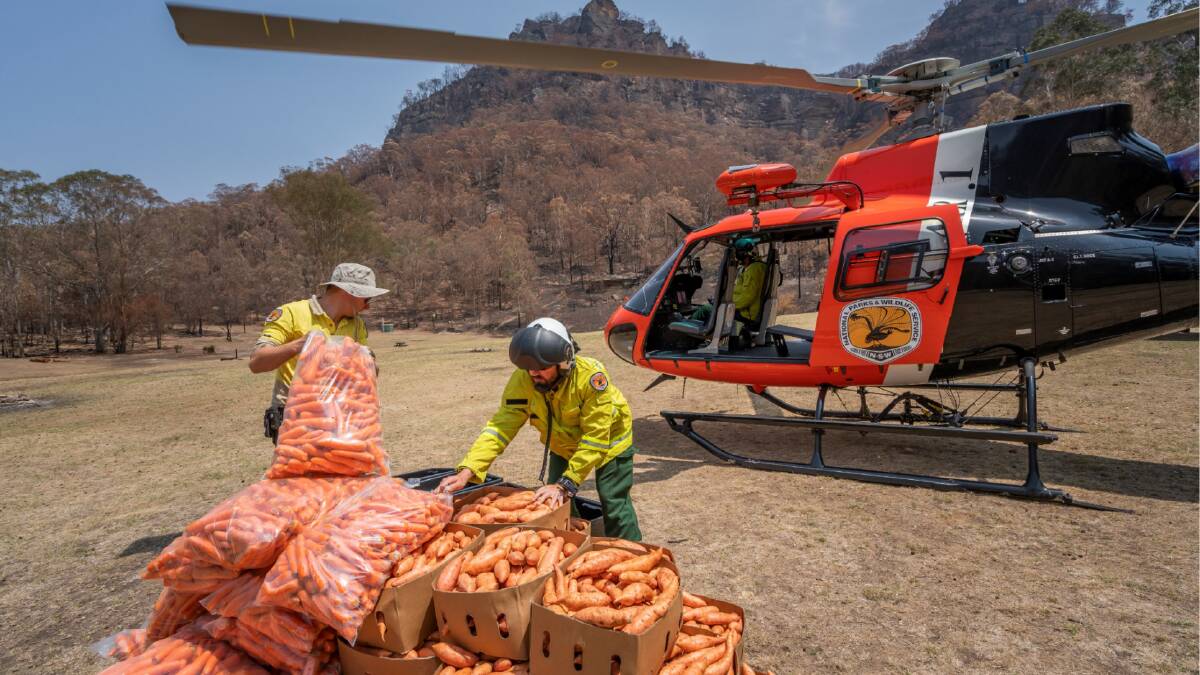 More than 2000kg of carrots and sweet potatoes were dropped to endangered Wallaby populations in fire-affected areas. Photo supplied. 