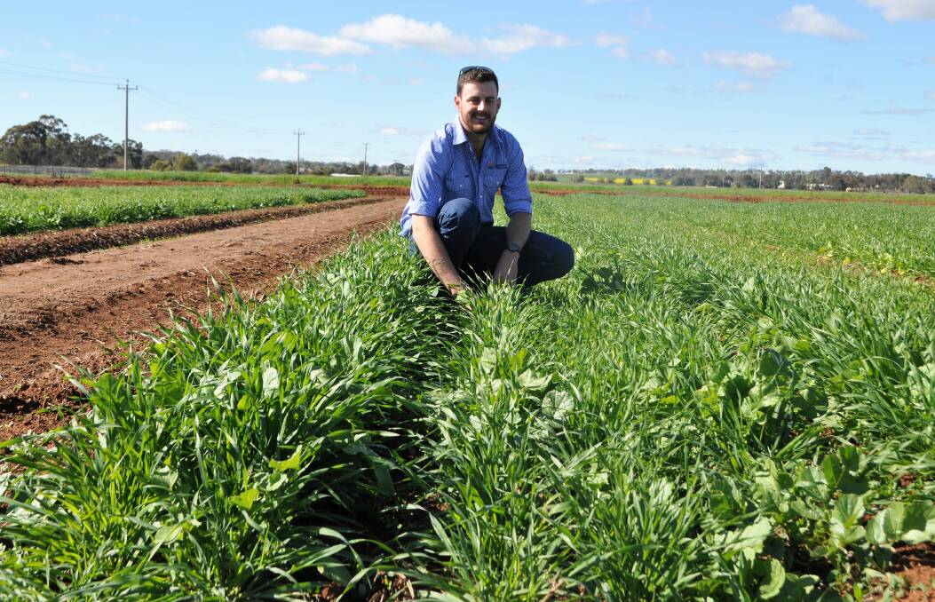 NSW DPI Cotton Researcher, Hayden Petty said their trial found planting a cover crop in between cotton improves yield. 