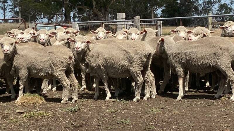 The top-price of $326 was made for 155 NSM Merino ewes, 2018-drop, November-shorn offered by Ross Sherlock of Manderlay, Cooma. Photo: AuctionsPlus