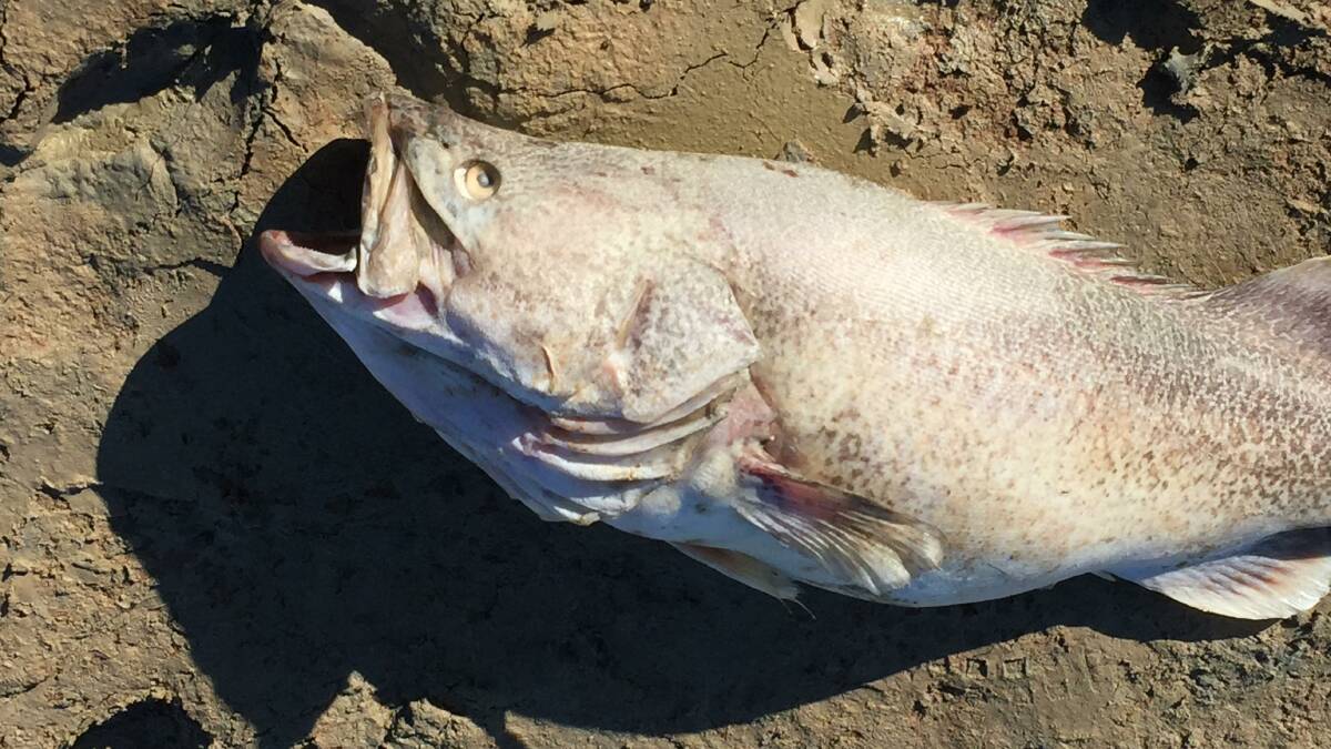 There are reports that thousands of fish included large Murray cod have died. Photo supplied. 