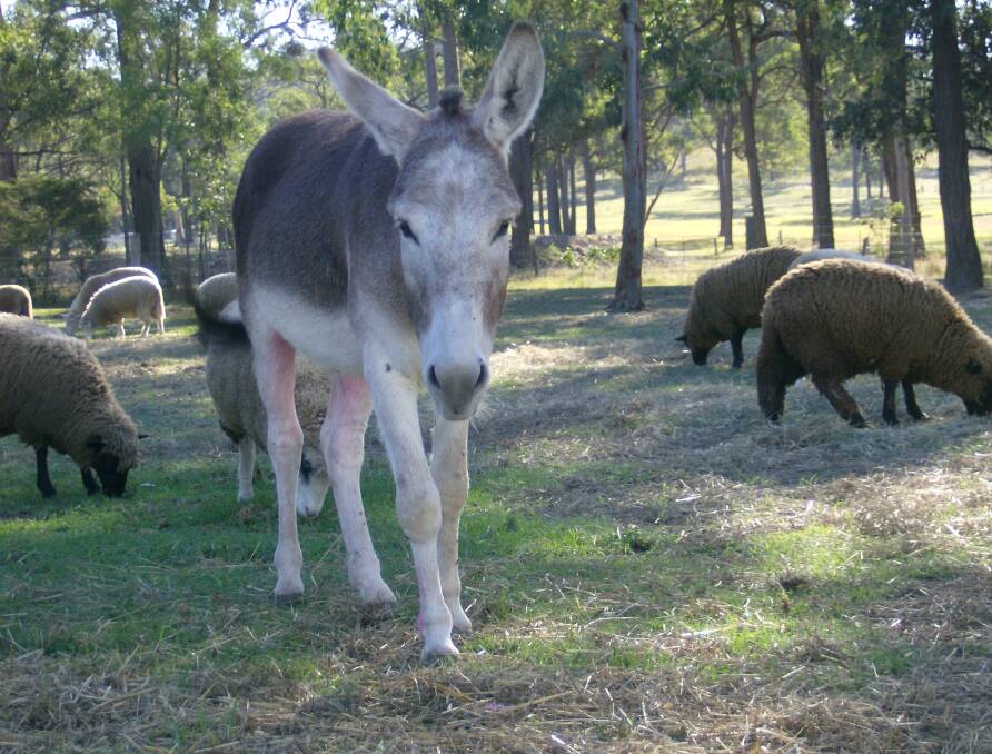 If handled correctly donkeys can be fierce protectors of sheep, solving wild dog or fox problems. Photo supplied. 