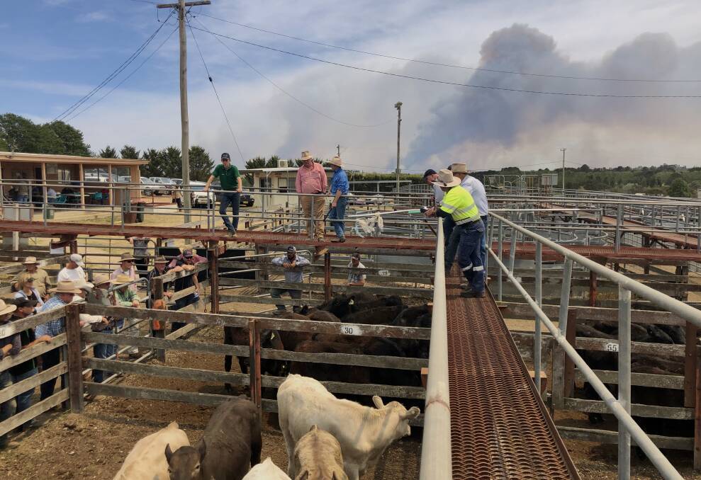 Selling at the Braidwood store sale continues as a plume of smoke from surrounding bushfires rises in the distance. There were over 900 cattle yarded with producers keen to offload before Christmas. 