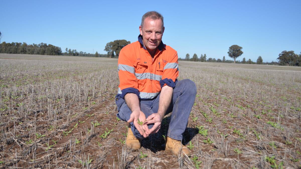 Lockhart grower, John Stevenson is one of the first in Australia to grow GM safflower commercially. His safflower crop was planted on May 30th at 3cm with a disc seeder. It's expected to be ready to harvest in mid-January. 