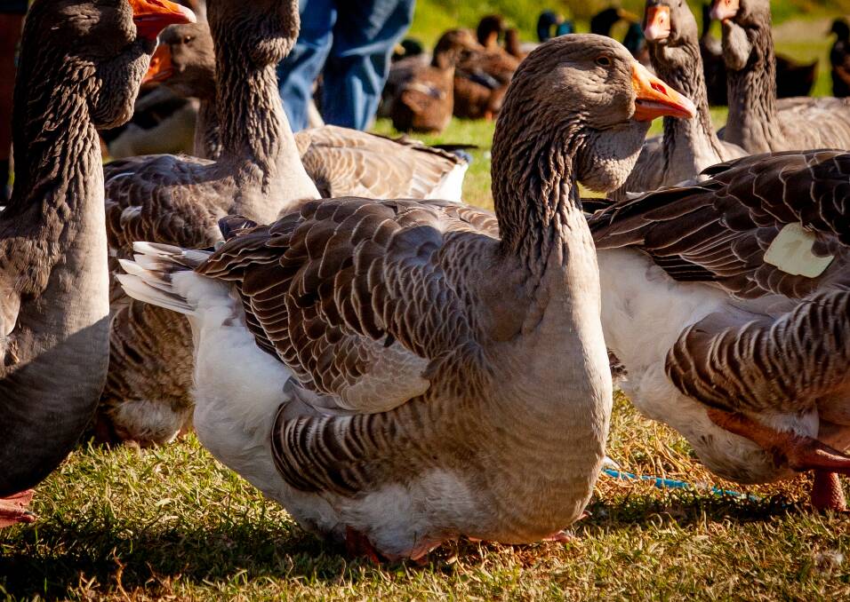The other half of the record-breaking pair was this Grey Toulouse goose. Photo supplied.