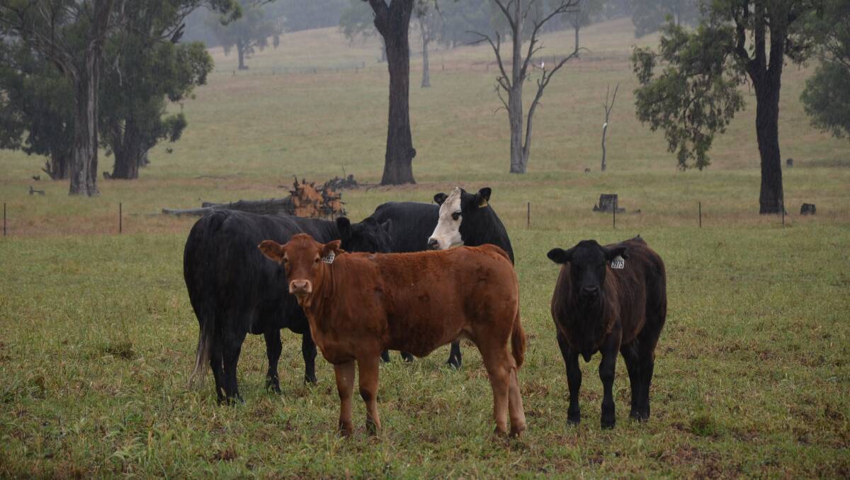 Black baldy cows produce a Limousin cross calf. 