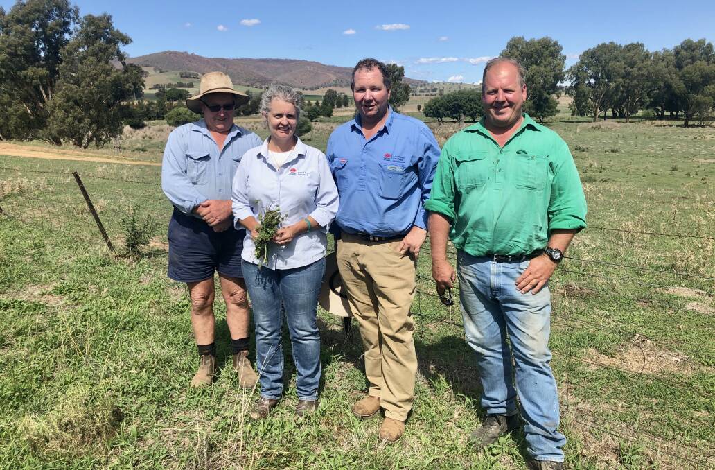 Riverina LLS senior officer, Lisa Castleman identifying weeds at an Oberne recovery information session. Pictured with Central West LLS senior officer, Brett Littler and Oberne producers Wayne Lewis (left) and Ty Hardy (right). 