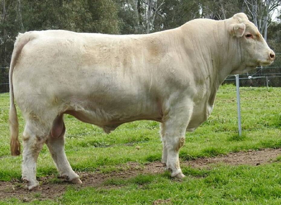 Kenmere Pompeii topped the online sale, attracting a stud high of $16,500 from Central West bidders Rosedale Charolais. Photo supplied. 