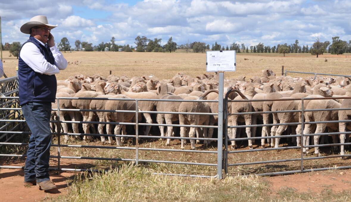 Michael Glasser sells three lots of 100 ewes to a top price of $290 a head and average of 283.33. 