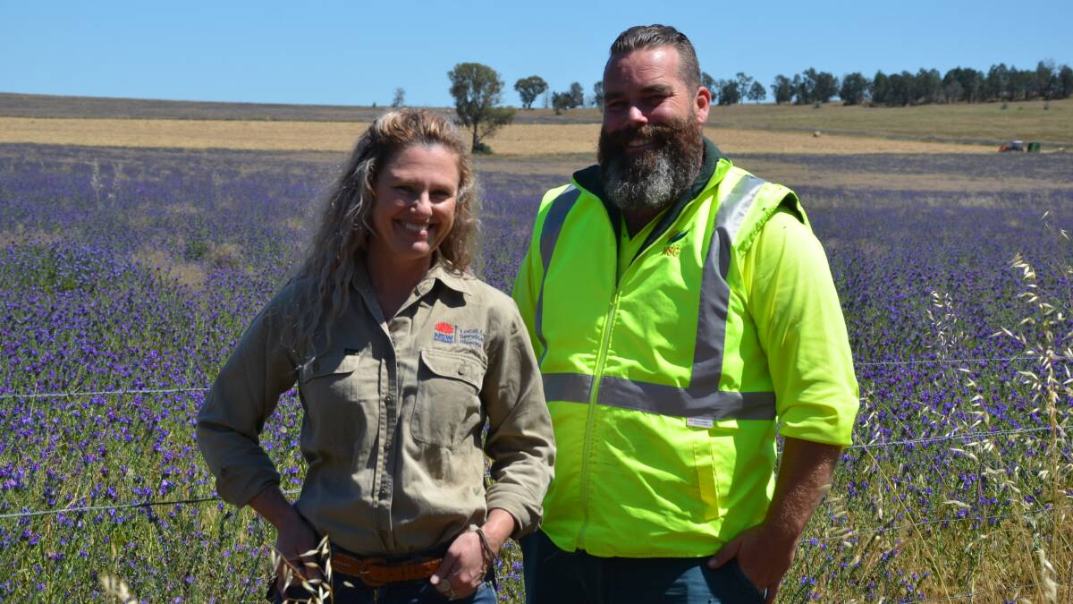Riverina Senior Land Services Officer Tammy Galvin and Biosecurity Weed Officer at Narrandera Shire Council, Dean Cregan. Ms Galvin said there was renewed interest in using crown weevils or flea beetles to control Paterson's curse. 