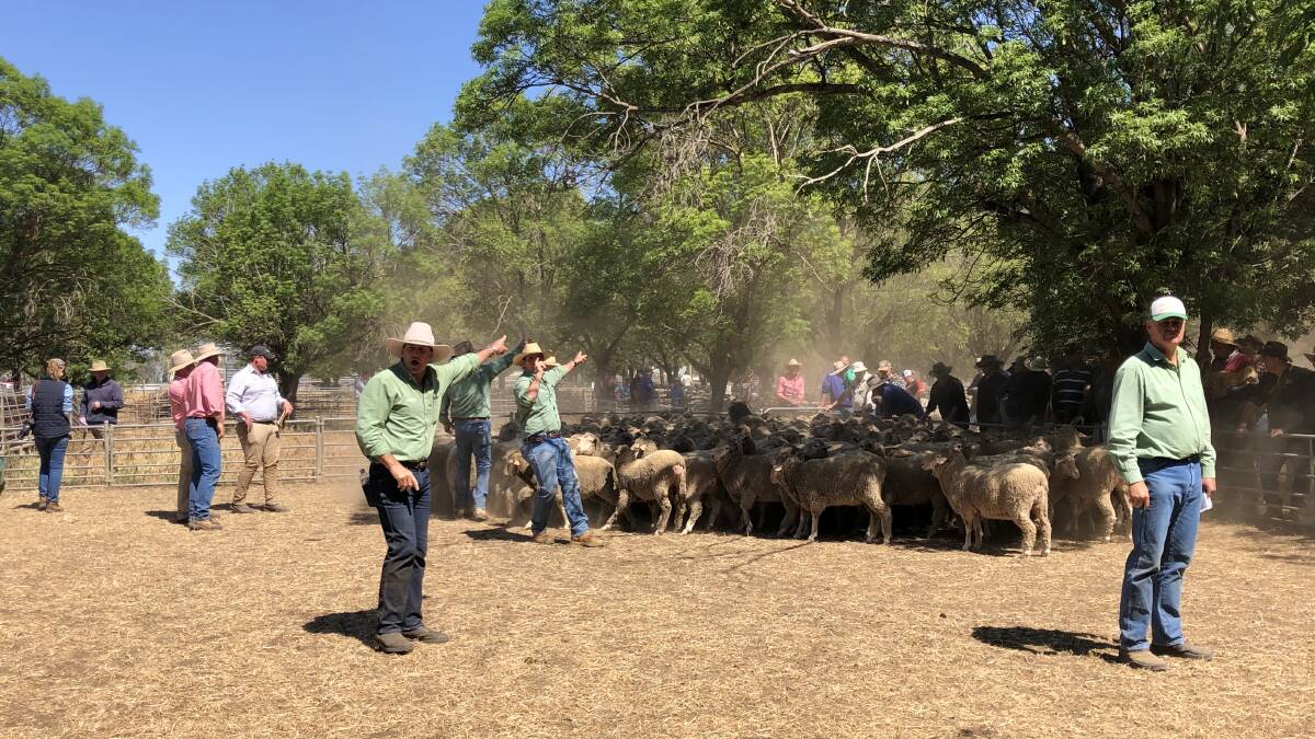 The ability to connect socially through livestock sales is still a crucial component for rural communities. 