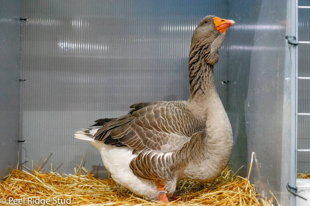 This Grey Toulouse gander was one half of the pair of geese that sold for a new record of $4250. Photo supplied.