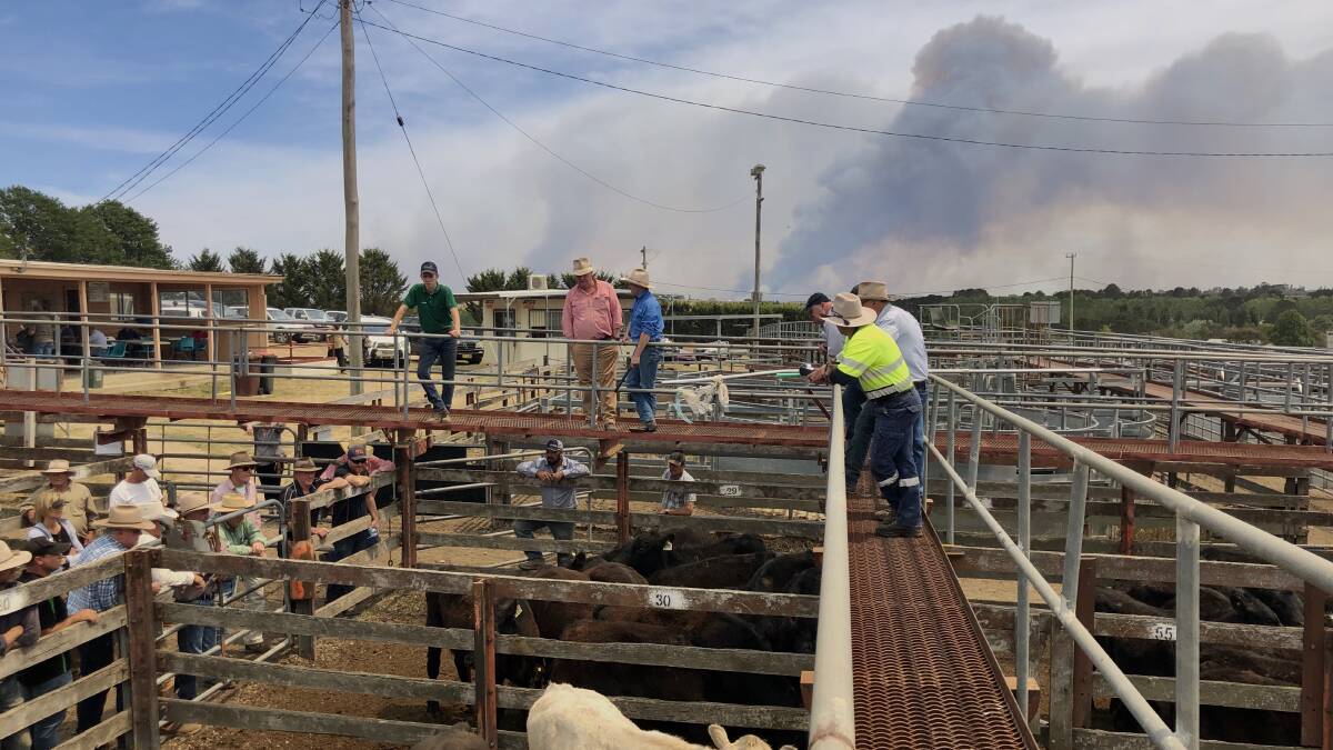 A plume of smoke rising over the Braidwood cattle yards. Cattle were sent to market due to lack of water, while fires threatened what little feed producers had left. 