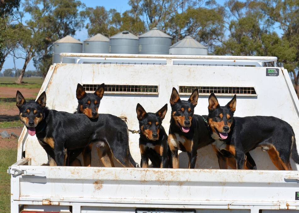 Five dogs recently taken in by Dogs4Jobs. They have been placed with carers in Canberra, Deniliquin and Melbourne. Photo supplied. 