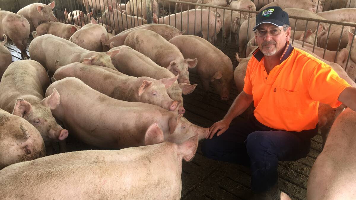 NSW Farmers pork committee chairman, Ean Pollard at his Young piggery. Producers have been told to improve bio-security at the farm-gate to reduce to risk of an African swine fever outbreak. 