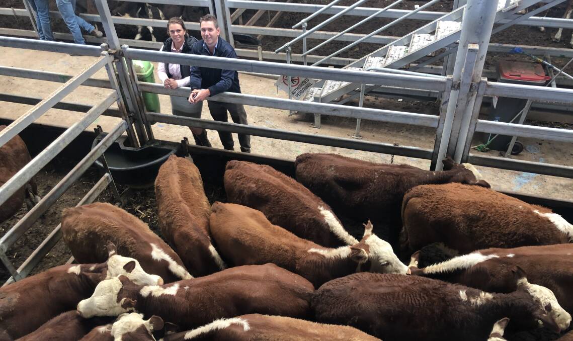 Kylie and Mark Malacarne with a pen of 22 Hereford steers from Tarabah Livestock Company, Mount Narra Narra Station, Holbrook. Mark Malacarne bought the pen on behalf of Alex Scott Agents, Warragul for $695. 