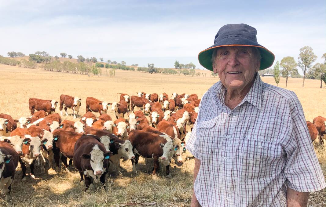 Arthur Trethowan, 93, Woomargama with some of his Hereford steers. Mr Trethowan recently sold his Hereford cow herd and plans to trade steers.