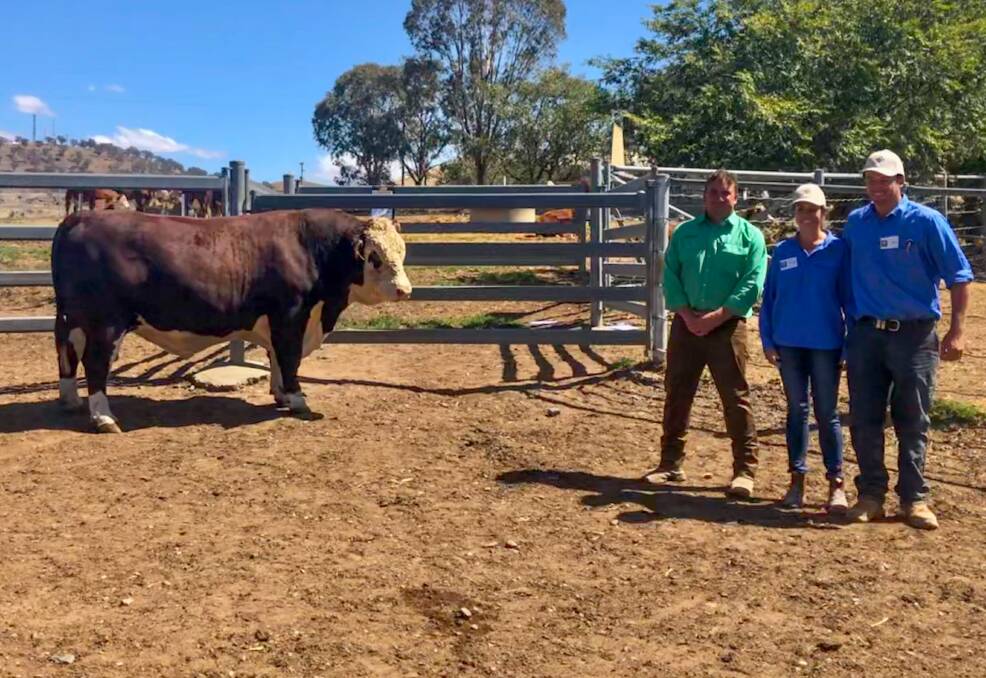 Wirruna Neutron N449 was purchased by Cascade Poll Hereford and Angus stud for $22,000. Pictured with Nutrien's Tim Woodham, representing the purchasers, along with Wirruna's Annabel Locke and Jack Hanna. 