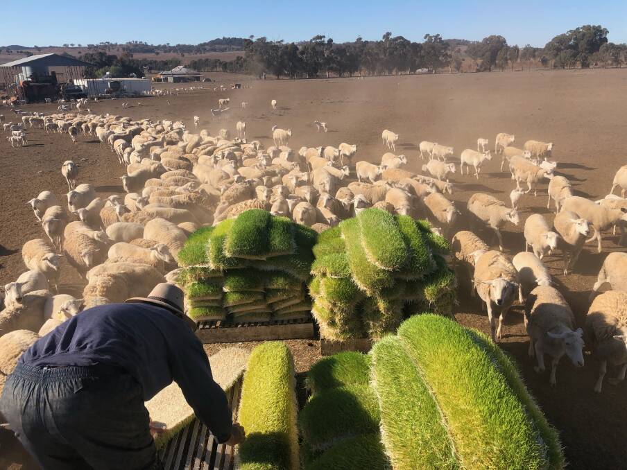 Sheep producer Evan Frankham sprouts barley hydroponically, producing close to 2.5 tonnes of barley from 400kg of grain. 