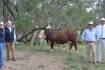 Injemira smashes Australian Hereford bull record