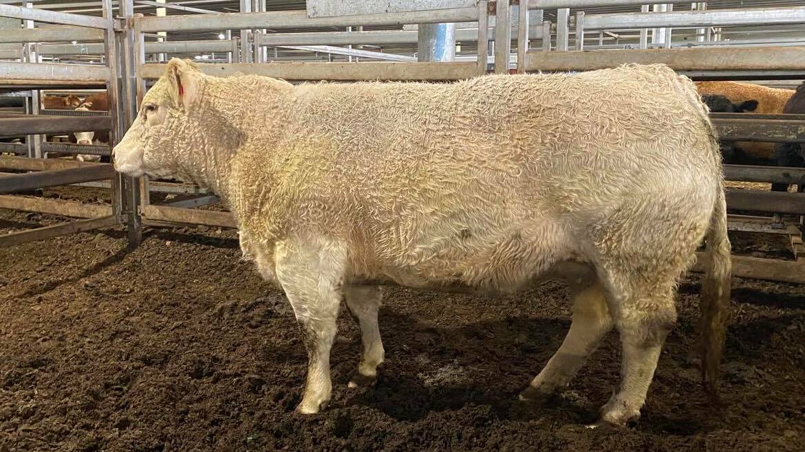 The Charolais cow who sold for a record $4472.60 to return 428c/kg for weighing 1045kg at Carcoar on Tuesday. Photo: McCarron Cullinane