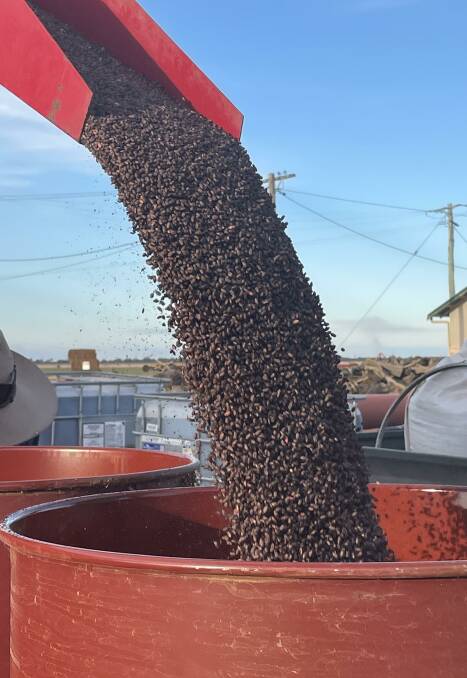 Mice bait supplies are set to improve with ACTA receiving a sea consignment of zinc phosphide. 
