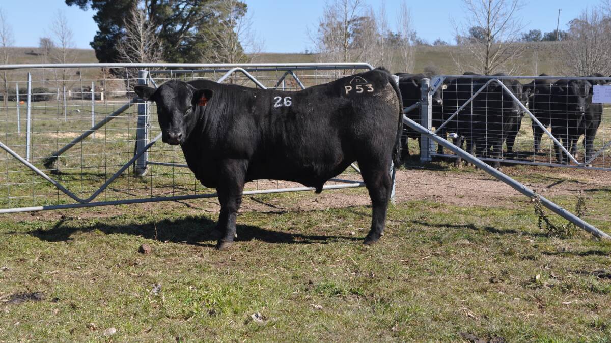 The top bull, 16-month-old Bannaby Reality P53, was sired by Matauri Reality 839 and was out of Bannaby Dream J149. 