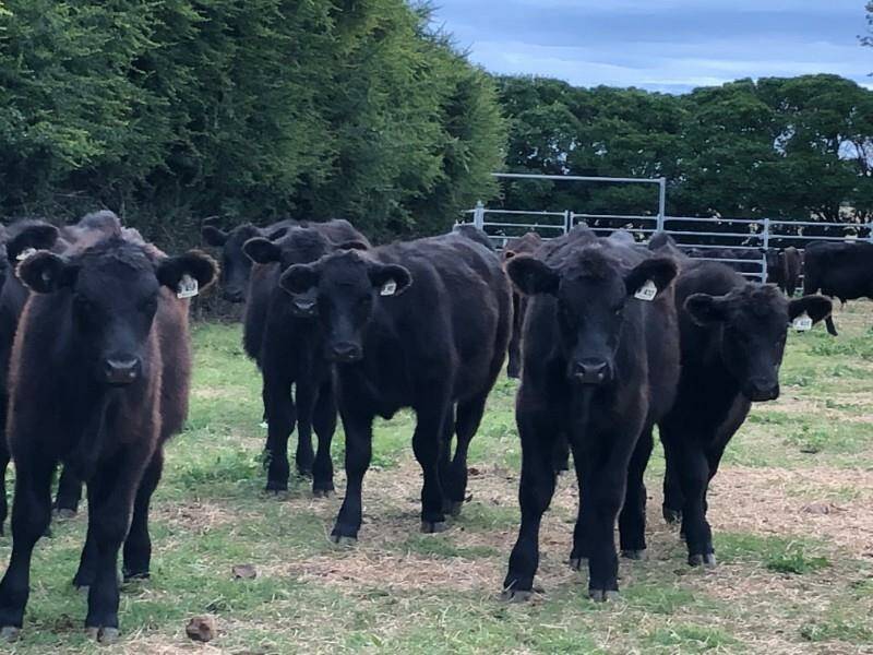 G W Gallagher, Mirani, Walcha offered a run of 75 Angus weaners, which made 616c/kg or $1110/hd. Photo AuctionsPlus.