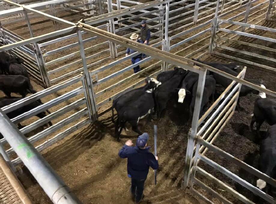 More than 4000 head of cattle were yarded for last week's Wodonga Store Sale. The sale had the largest line up of cows and calves agents had seen in years, with many coming from drought-stricken regions of Northern NSW. Photo Corcoran Parker. 